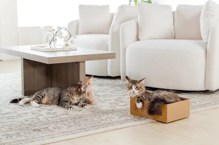 Sexy Liza's Cat Scratcher Box Cardboard Cat Scratch Pad Small Cat Lounge Bed