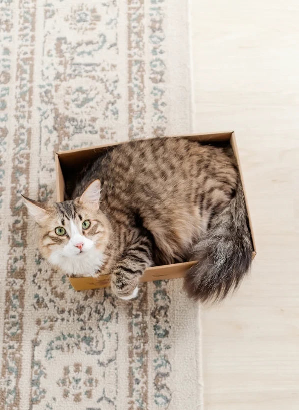 Sexy Liza's Cat Scratcher Box Cardboard Cat Scratch Pad Small Cat Lounge Bed