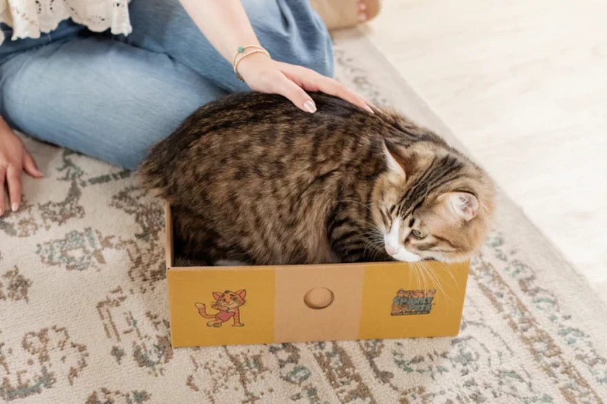 Sexy Liza's Cat Scratcher Box Cardboard Cat Scratch Pad Small Cat Lounge Bed
